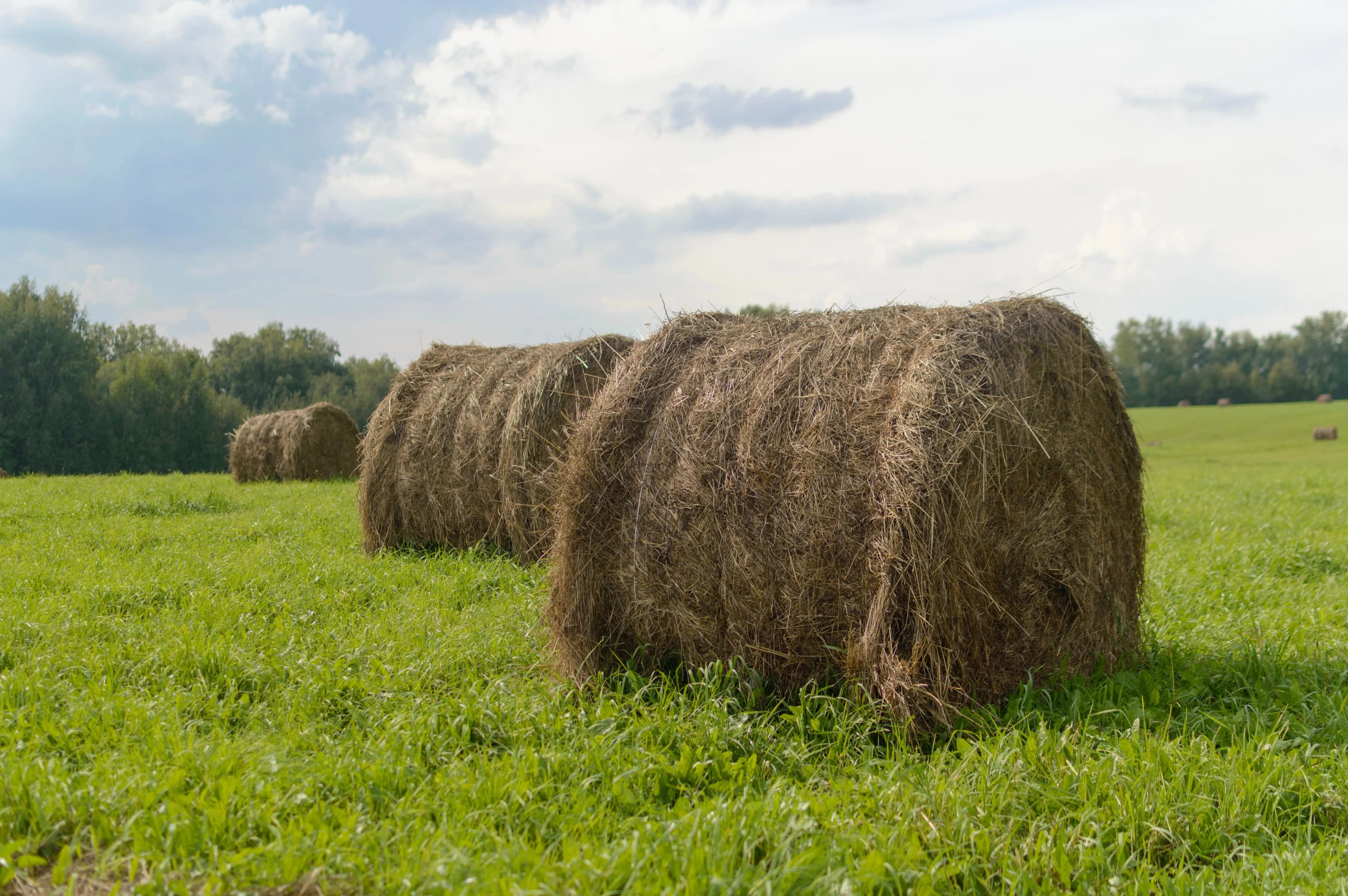 Silage